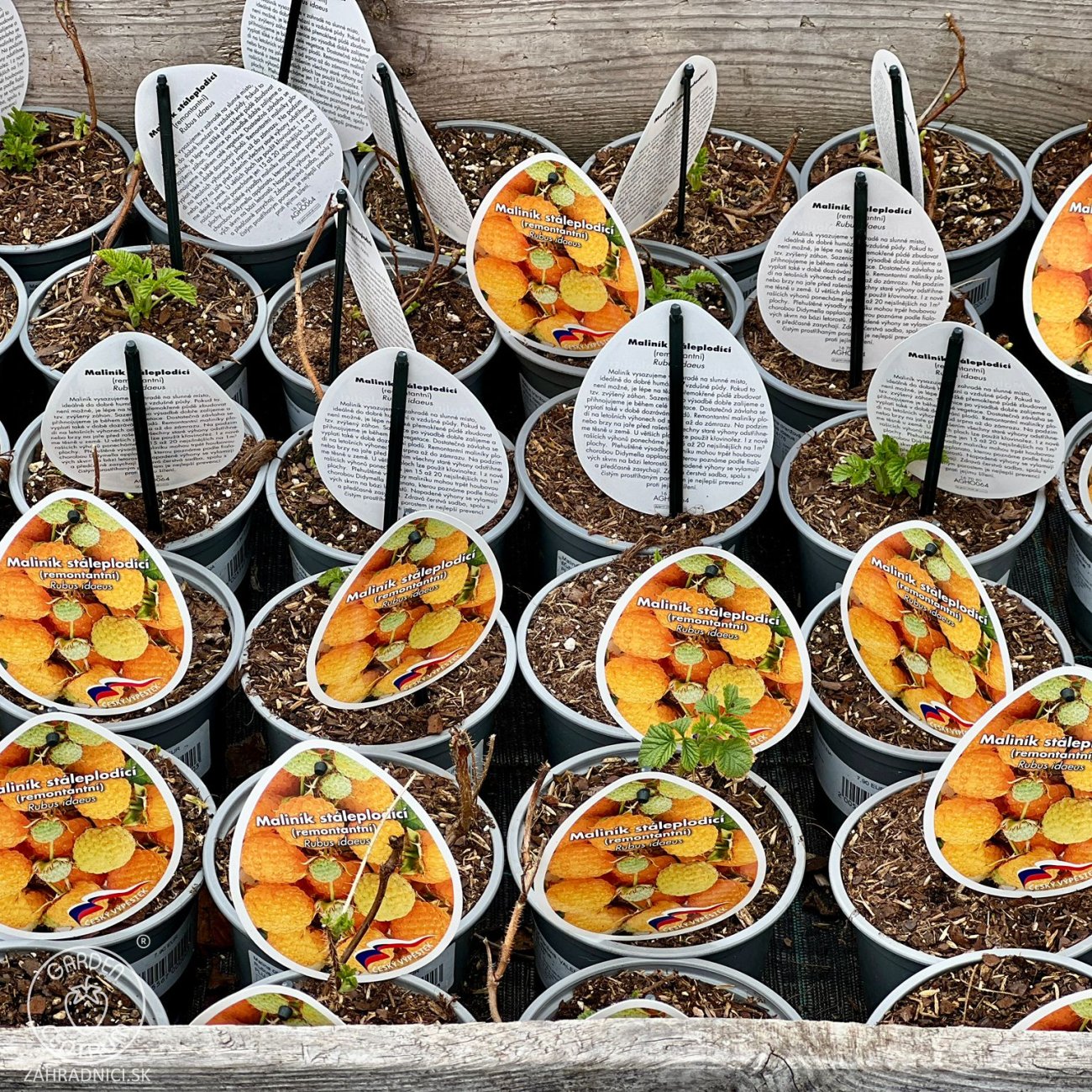 Obrázok Malina oranžová (Rubus idaeus) ´VALENTINA®´ - výška 5-15 cm, kont. P13